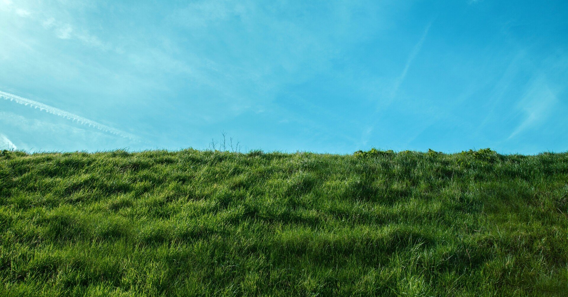 隣の芝生は青い様　ご依頼品 20250607_1035432-253x300.jpg