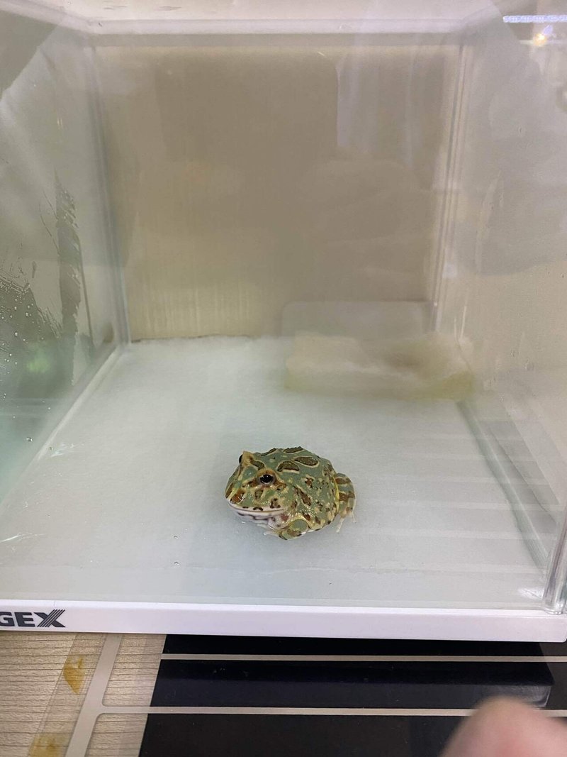 クランウェルツノガエルの飼育法 かめかめん Note クランウェルツノガエルの飼育法 かめかめん Note