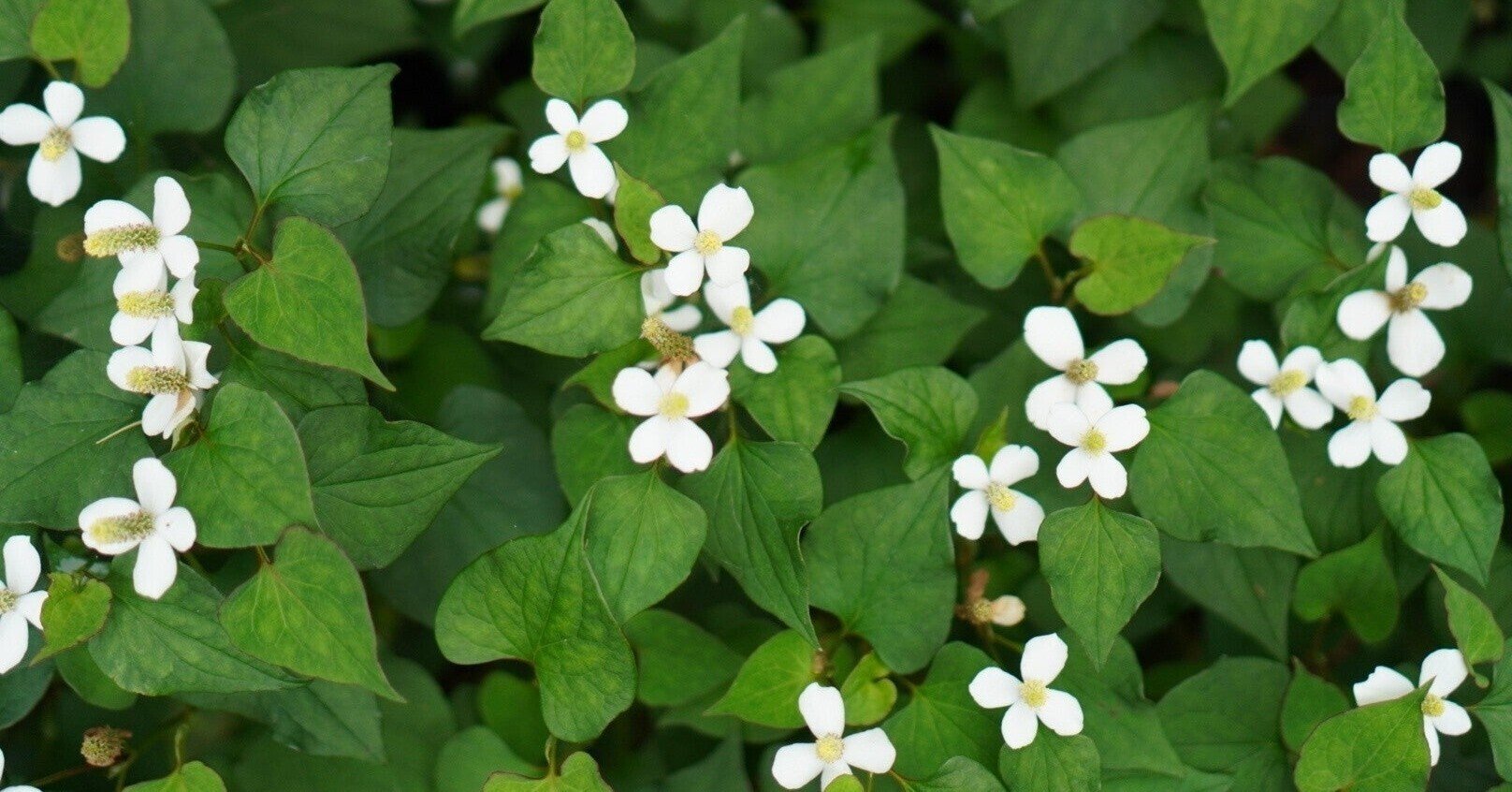 どくだみ酒つくってみる 去年はこんなふうにつくってみたよ みやゆう Note どくだみ酒つくってみる 去年はこんなふうにつくってみたよ みやゆう Note