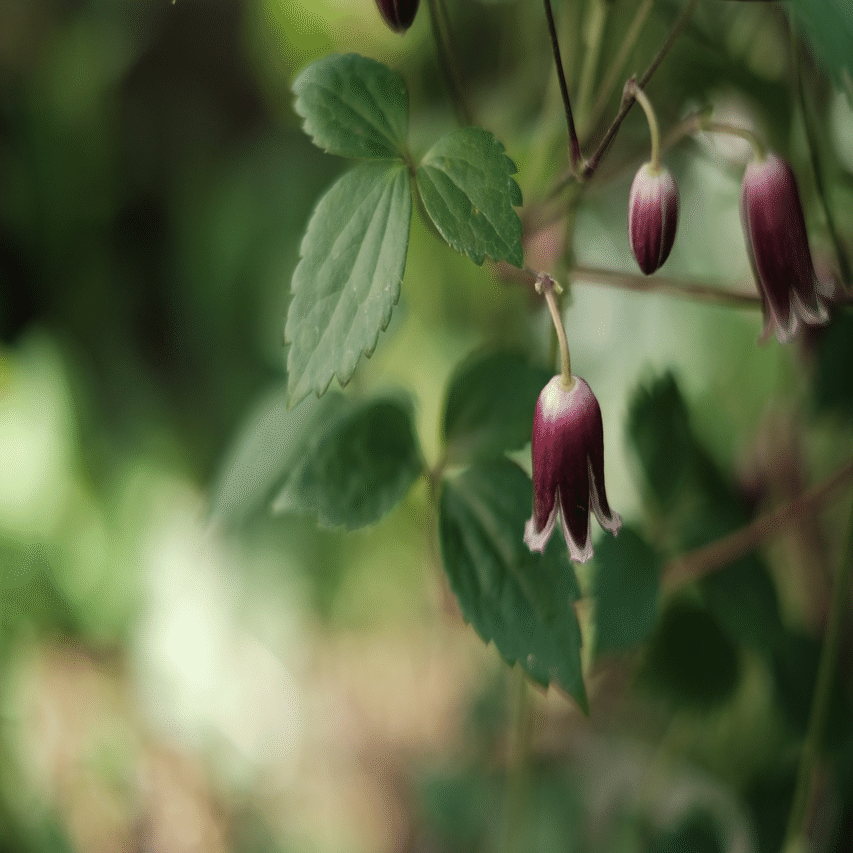 半鐘蔓 ハンショウヅル 藤井 友梨香 Note