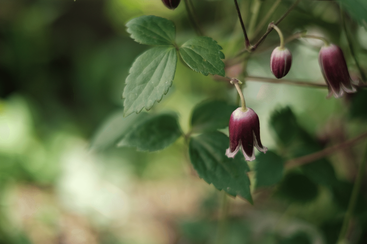 半鐘蔓 ハンショウヅル 藤井 友梨香 Note 半鐘蔓 ハンショウヅル 藤井 友梨香 Note