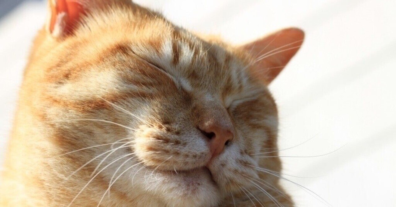 猫が好きな音楽5選 さこ Note