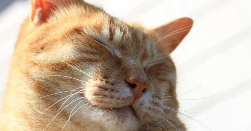 猫が好きな音楽5選 さこ 音楽雑誌の編集者 Note