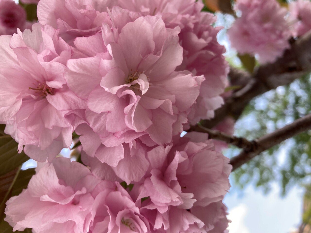 桜新田公園