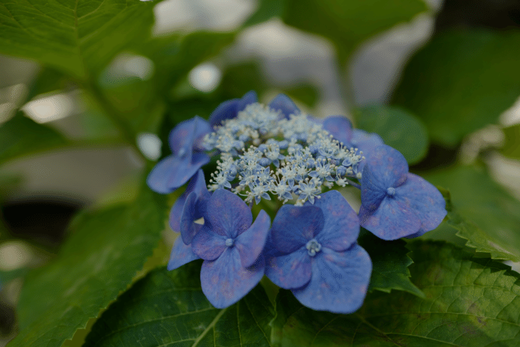 #写真　#1000日チャレンジ　#紫陽花の季節が来る