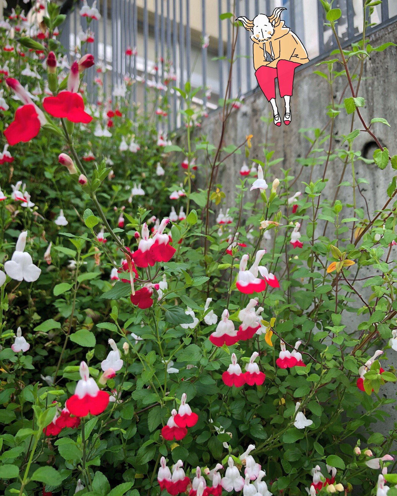 朝礼 近所の小学校に上履きみたいな花が咲いていて あとでハーブでお馴染みのセージだと教えてもらいました スカボローフェア にも出てきますね 小学生のときよくサイモンとガーファンクルのレコード聴いていまし にぎりこぷし Note