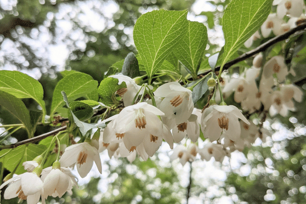 エゴノキの花 の新着タグ記事一覧 Note つくる つながる とどける エゴノキの花 の新着タグ記事一覧 Note つくる つながる とどける