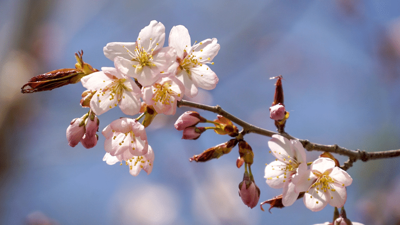 阿寒湖温泉 釧路 まりも国道沿いで楽しめる桜たち 5月10日 15日 鶴雅リゾートデジタルコンシェルジュ Note