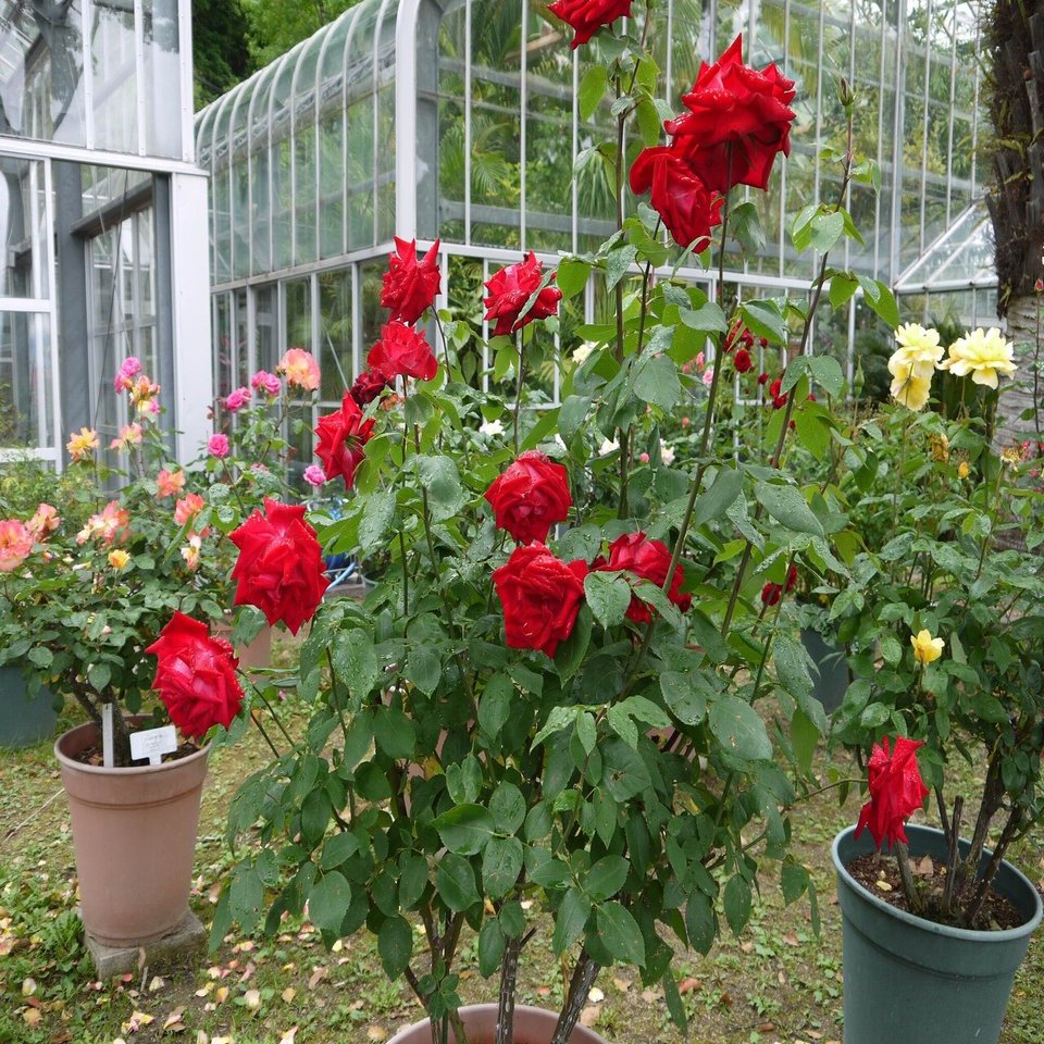 ５月１６日 和歌山県緑化センター その１ 中岡 はじめ Note