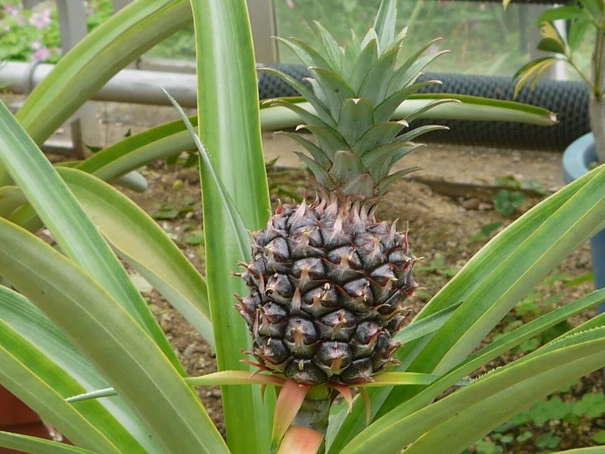ç»å28