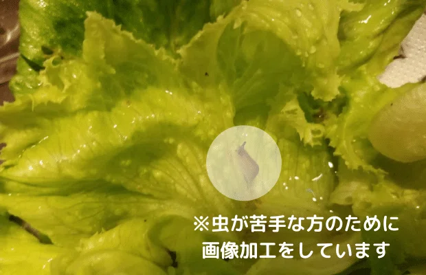 画像17