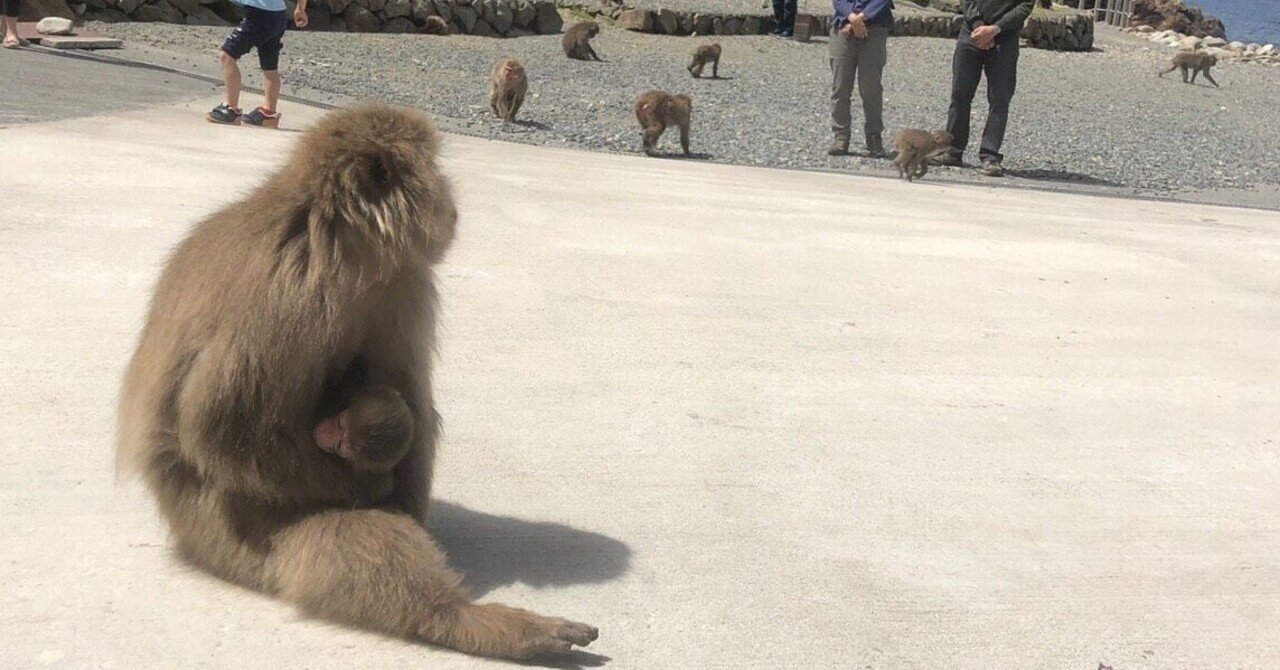 サルの楽園 波勝崎モンキーベイに行ってきました 南伊豆町公式note サルの楽園 波勝崎モンキーベイに行ってきました 南伊豆町公式note