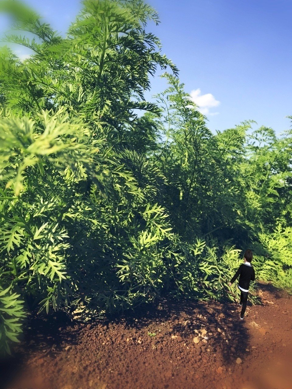 おさんぽ。|simoj