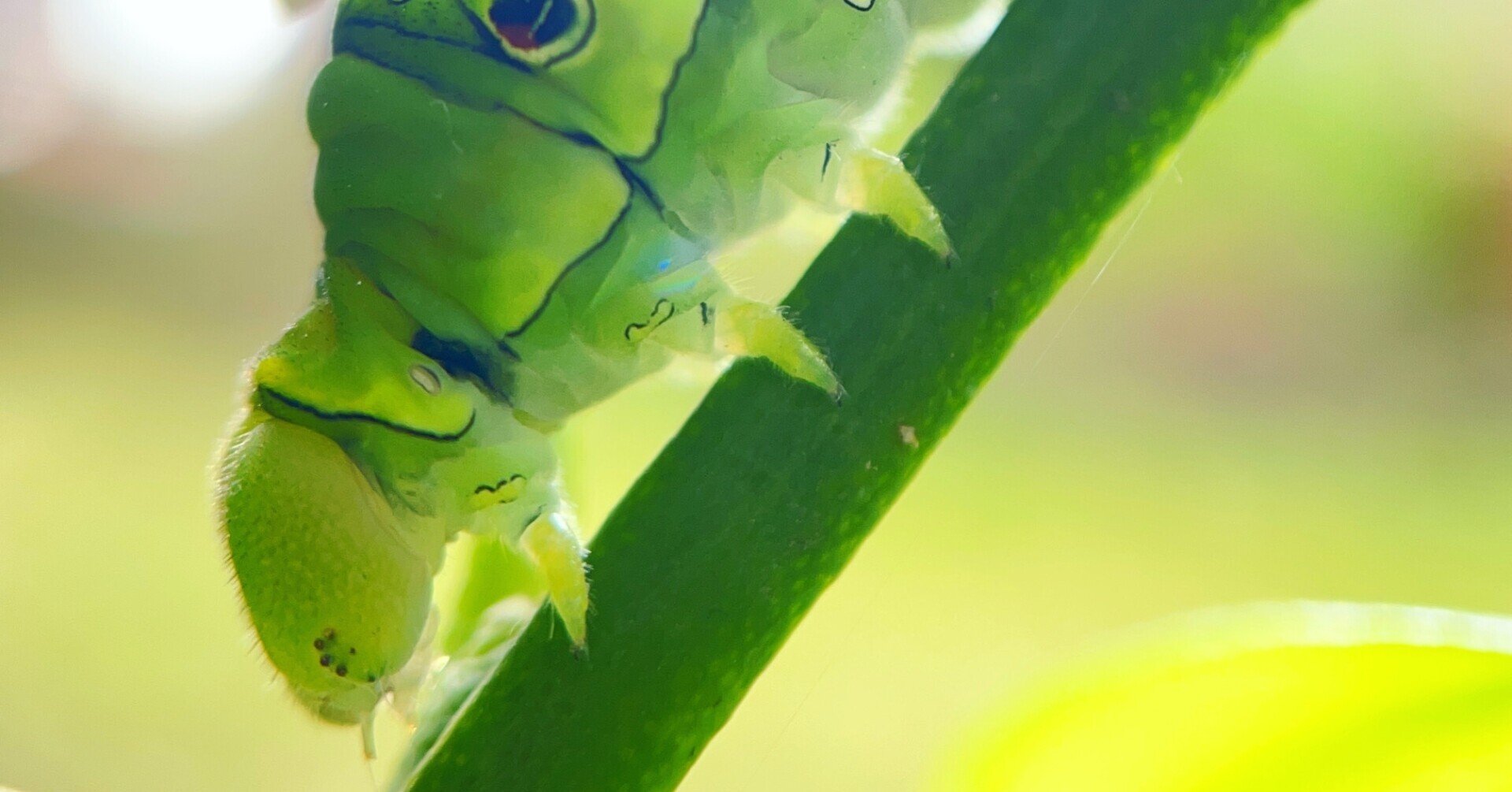 驚愕 アゲハの幼虫を観察して知ったこと フジイピカピ そのへんの3cmを撮る人 Note 驚愕 アゲハの幼虫を観察して知ったこと フジイピカピ そのへんの3cmを撮る人 Note