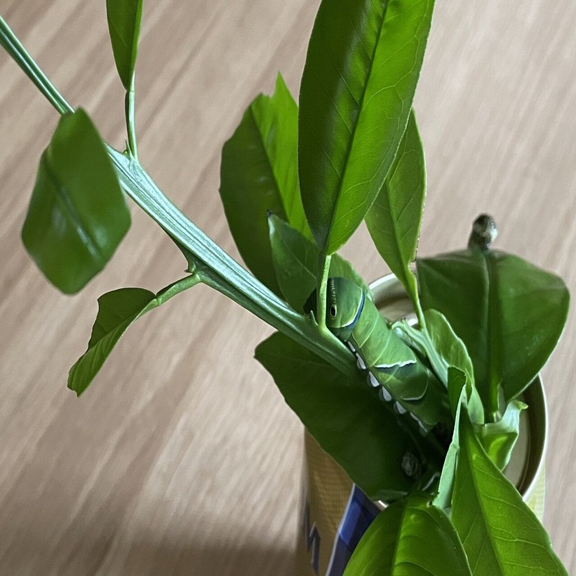 驚愕 アゲハの幼虫を観察して知ったこと フジイピカピ そのへんの3cmを撮る人 Note