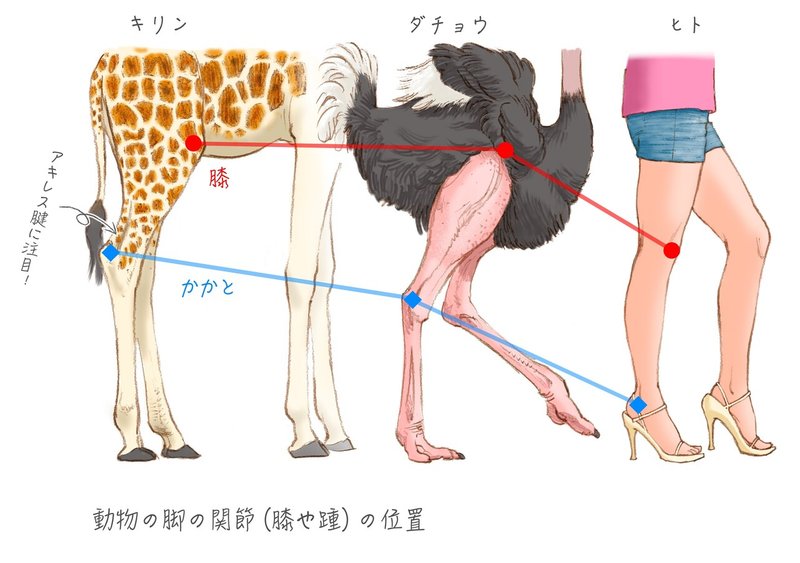 比べると 生き物の身体のしくみと進化が見えてくる キリンと人間 どこが違う 手のひらクルン はヒトの特徴 郡司芽久 本がひらく