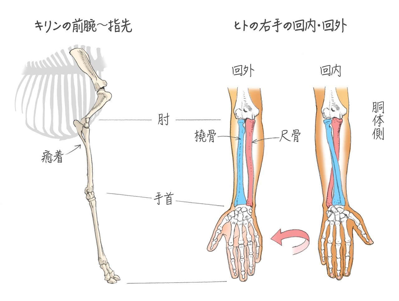 比べると 生き物の身体のしくみと進化が見えてくる キリンと人間 どこが違う 手のひらクルン はヒトの特徴 郡司芽久 本がひらく