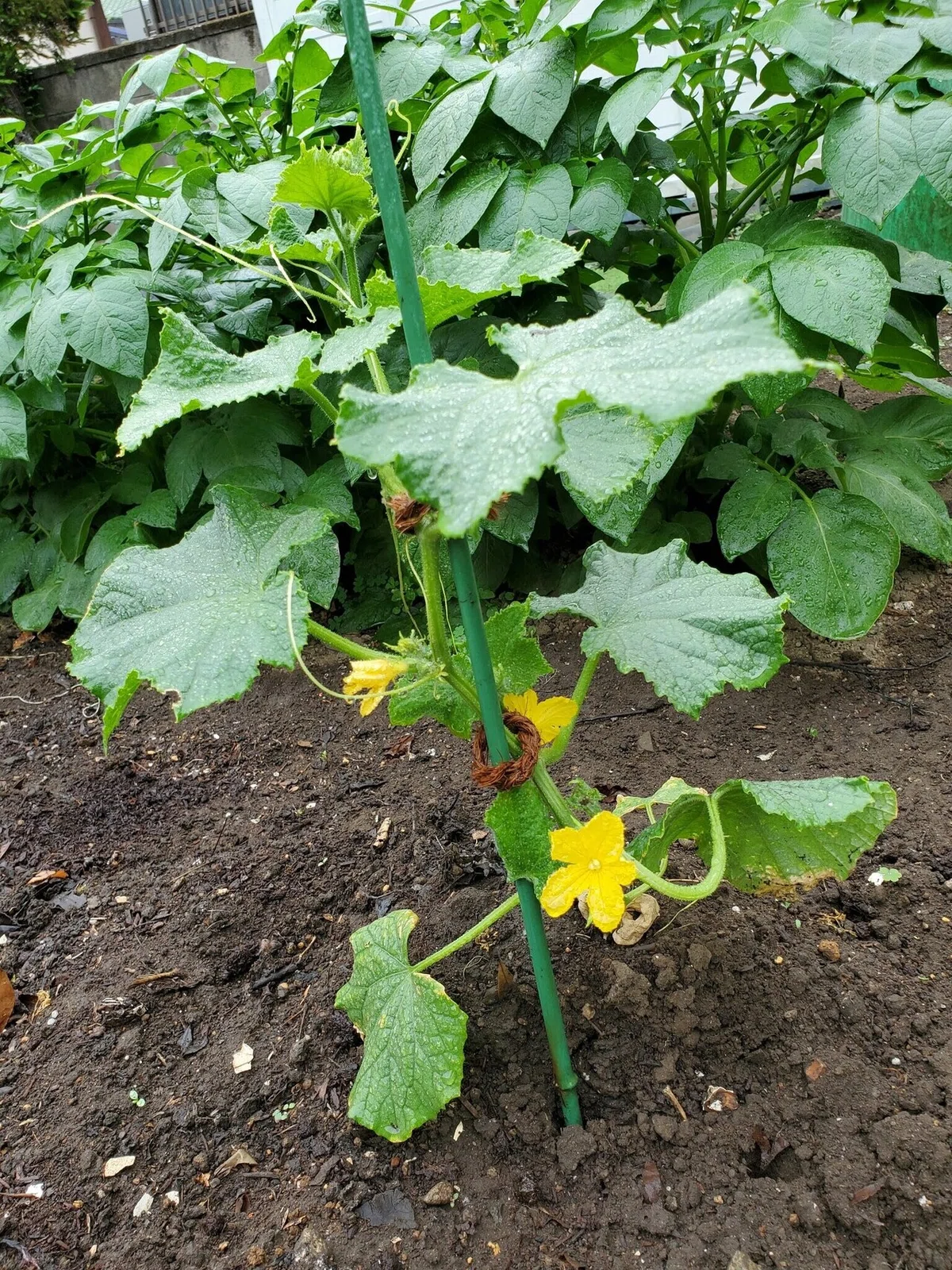 キュウリの花
