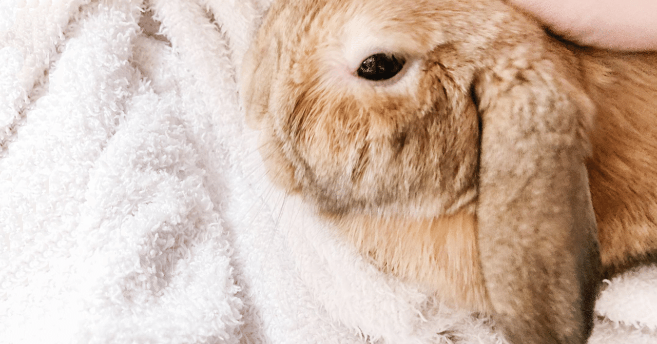 不機嫌から伝わるうさぎのいろんな気持ち #いい部屋ペット｜いい