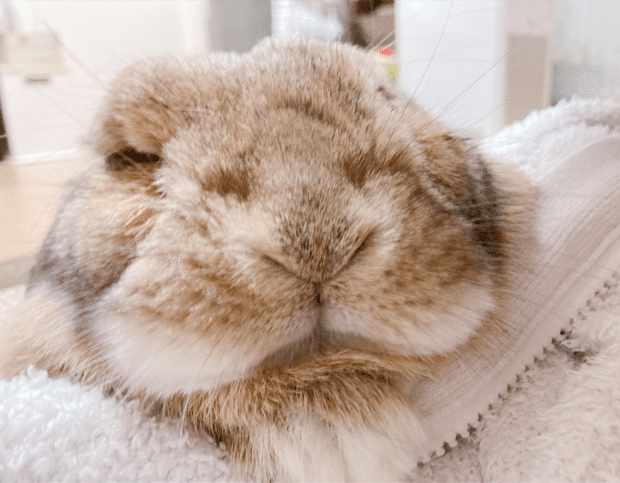 不機嫌から伝わるうさぎのいろんな気持ち #いい部屋ペット｜いい部屋