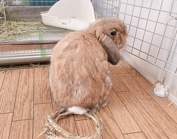 不機嫌から伝わるうさぎのいろんな気持ち #いい部屋ペット｜いい部屋