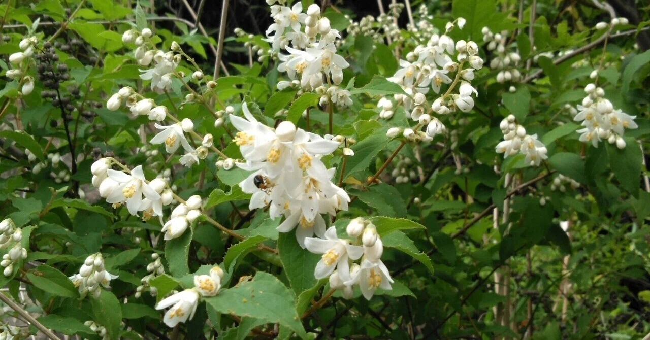 卯の花 に 兼房 見 ゆる 白 毛 かな 意味