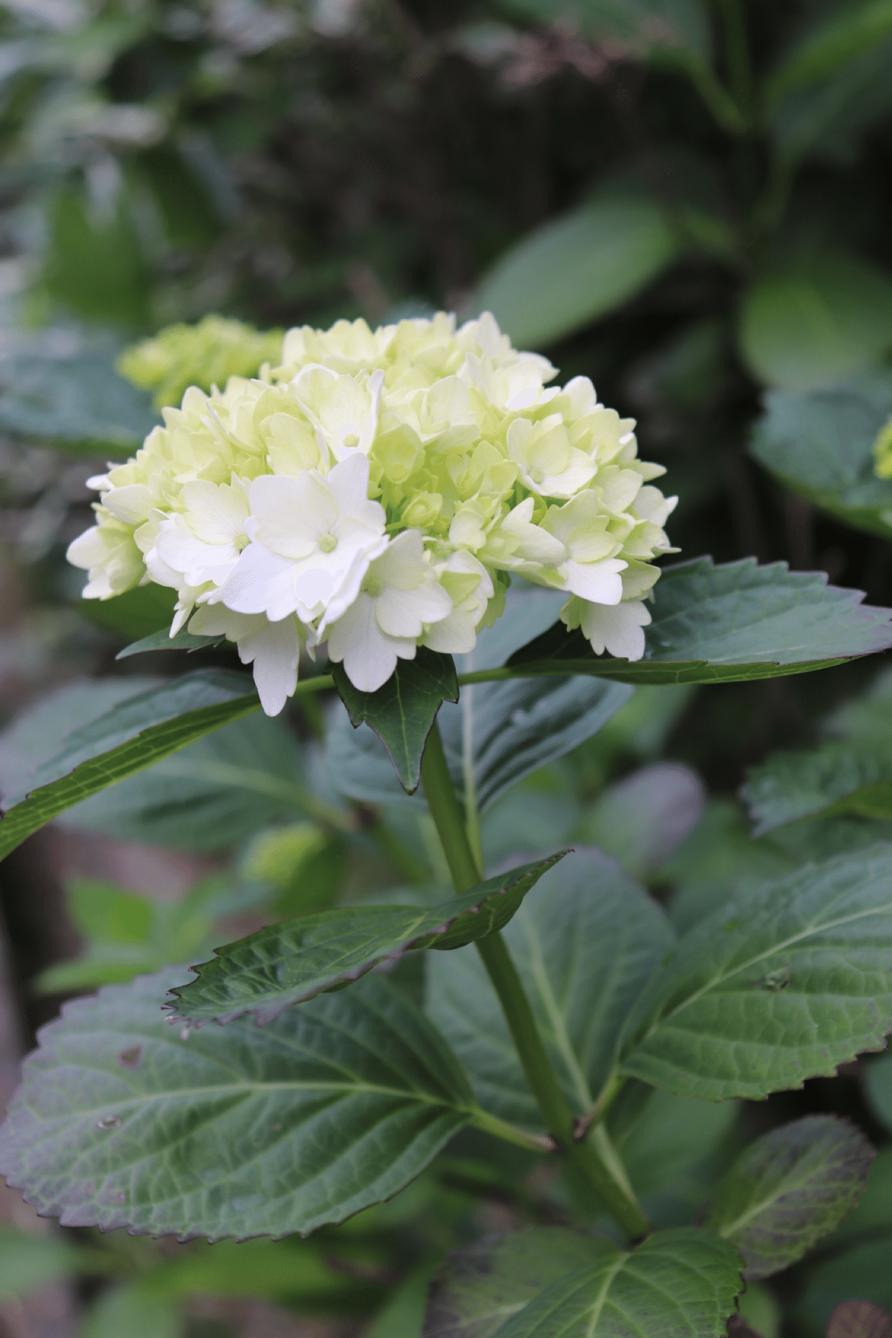 紫陽花 Photo23sato いちご Note