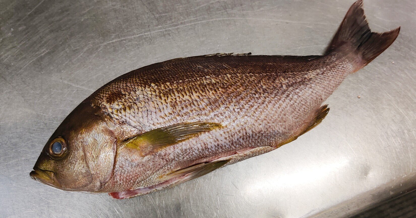 梅雨の時期が旬の 梅雨イサキ 修家大雄 レストラン ラ フェ Note 梅雨の時期が旬の 梅雨イサキ 修家大雄 レストラン ラ フェ Note