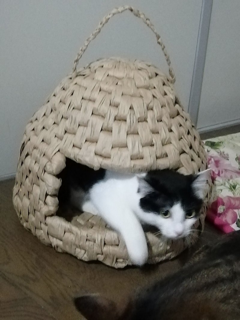 手作り猫ちぐらからの藁 わら に夢中 昔の人は偉かった その 猫又 Note