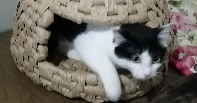 手作り猫ちぐらからの藁 わら に夢中 昔の人は偉かった その 猫又 Note 手作り猫ちぐらからの藁 わら に夢中 昔の人は偉かった その 猫又 Note