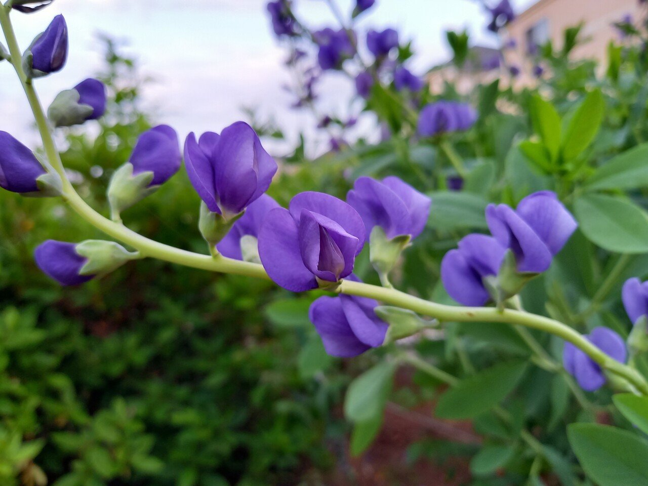 散策中に遭遇した花たち 撮らせてくださいね 柘榴 Note