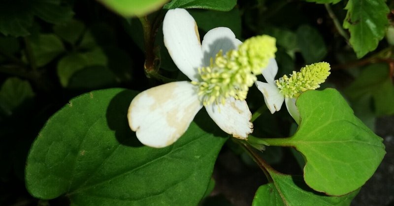 ドクダミ茶の作り方 の新着タグ記事一覧 Note つくる つながる とどける ドクダミ茶の作り方 の新着タグ記事一覧 Note つくる つながる とどける