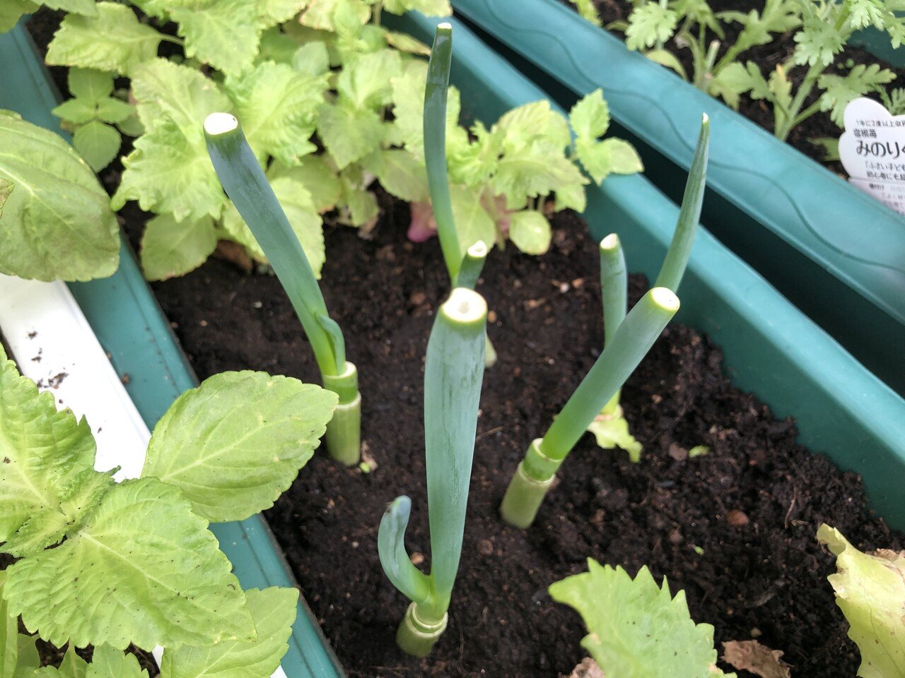嬉しい 先日の 九条ネギ をプランターに植え替えたら ちゃんと育ってくれました これで ちょっとネギが欲しい 時に使えますね 料理 の彩りにも 便利 ベランダ菜園 は楽しいし 助かる オクラとプ Shuri しゅり 会話が心の特効薬 Note 嬉しい 先日の 九条ネギ をプランターに植え替えたら ちゃんと育ってくれました これで ちょっとネギが欲しい 時に使えますね 料理 の彩りにも 便利 ベランダ菜園 は楽しいし 助かる オクラとプ Shuri しゅり 会話が心の特効薬 Note