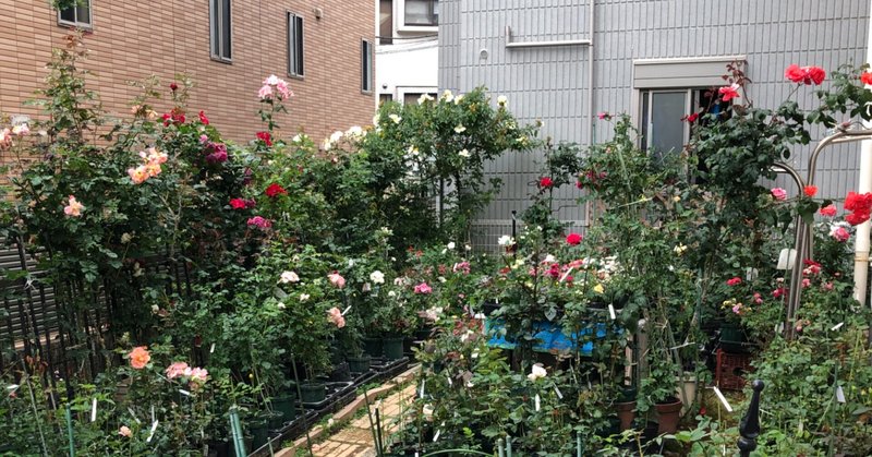 都内にある日本最古の 駒場バラ園 へ行ってきました 21年 名古屋みさと Note 都内にある日本最古の 駒場バラ園 へ行ってきました 21年 名古屋みさと Note