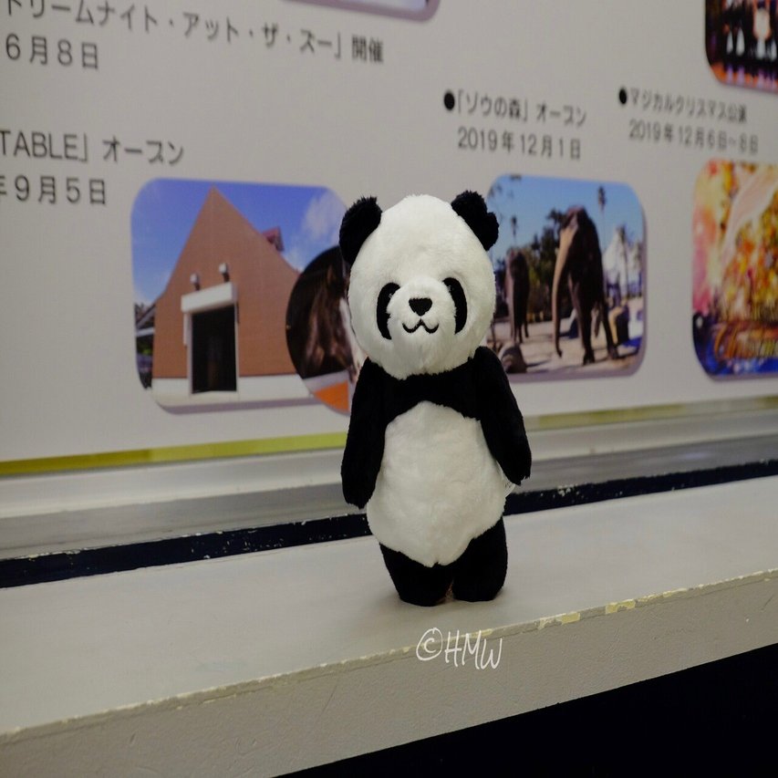 新商品パンダ🐼アド・ベン太郎（仮）お迎え｜Hiromichi Wandering