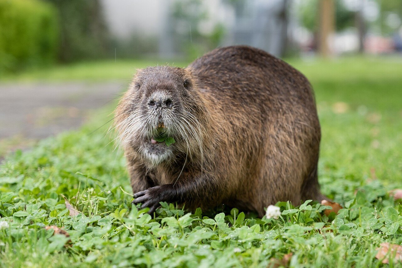 中之島公園のヌートリア 高夏 カズヤ 高夏写真店 Note 中之島公園のヌートリア 高夏 カズヤ 高夏写真店 Note