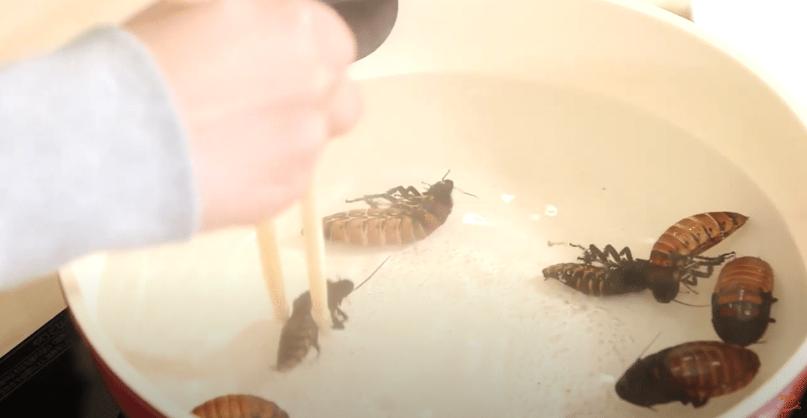 マダガスカルゴキブリコロッケ バグズクッキング公式 Note マダガスカルゴキブリコロッケ バグズクッキング公式 Note