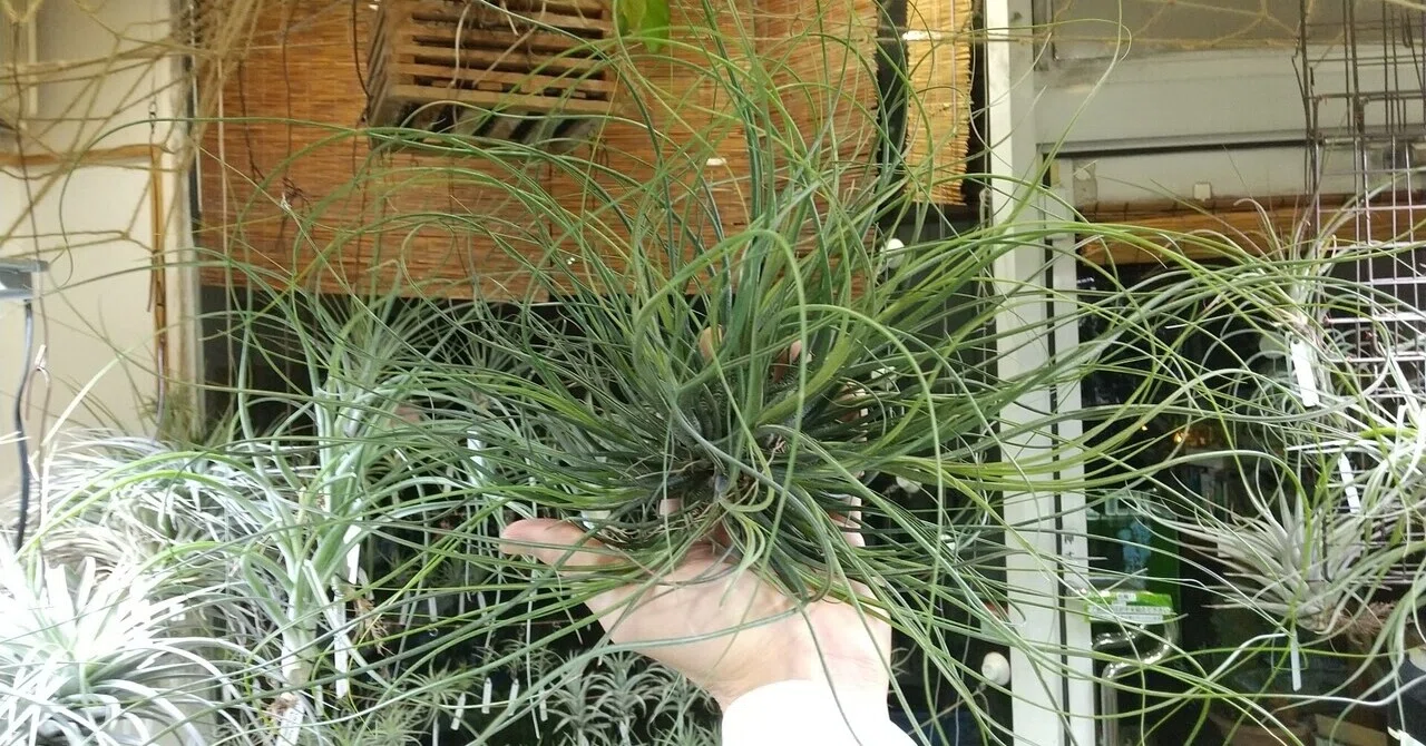 チランジア入荷リスト5/14｜NatureGarden🌿神田