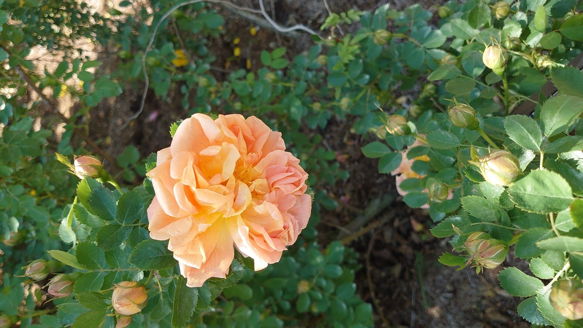 バラの歴史からみたマリア様がみてる「黄薔薇革命」と「ソレイユ