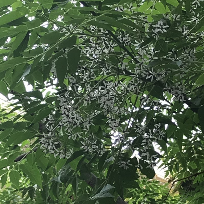 センダン の新着タグ記事一覧 Note つくる つながる とどける