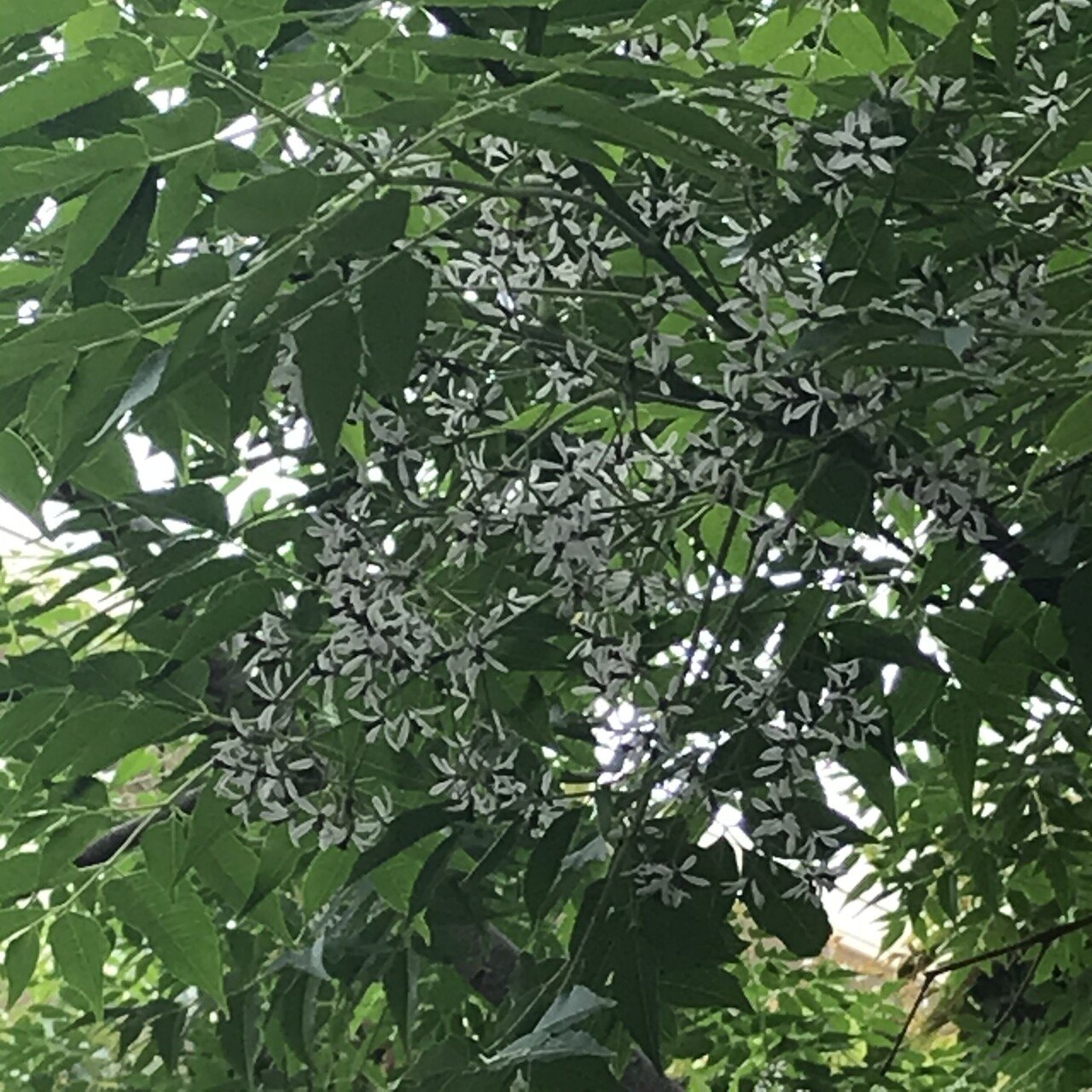 たぶんセンダンだと思うんだけど 古名があふち 逢う と掛けて万葉集にも なのに 花言葉 は 意見の相違 なんだかなぁ です 香りがないとされてるけど 満開の時に甘い香りを嗅いだ記憶が 苧環 Note たぶんセンダンだと思うんだけど 古名があふち 逢う と掛けて万葉集にも なのに 花言葉 は 意見の相違 なんだかなぁ です 香りがないとされてるけど 満開の時に甘い香りを嗅いだ記憶が 苧環 Note