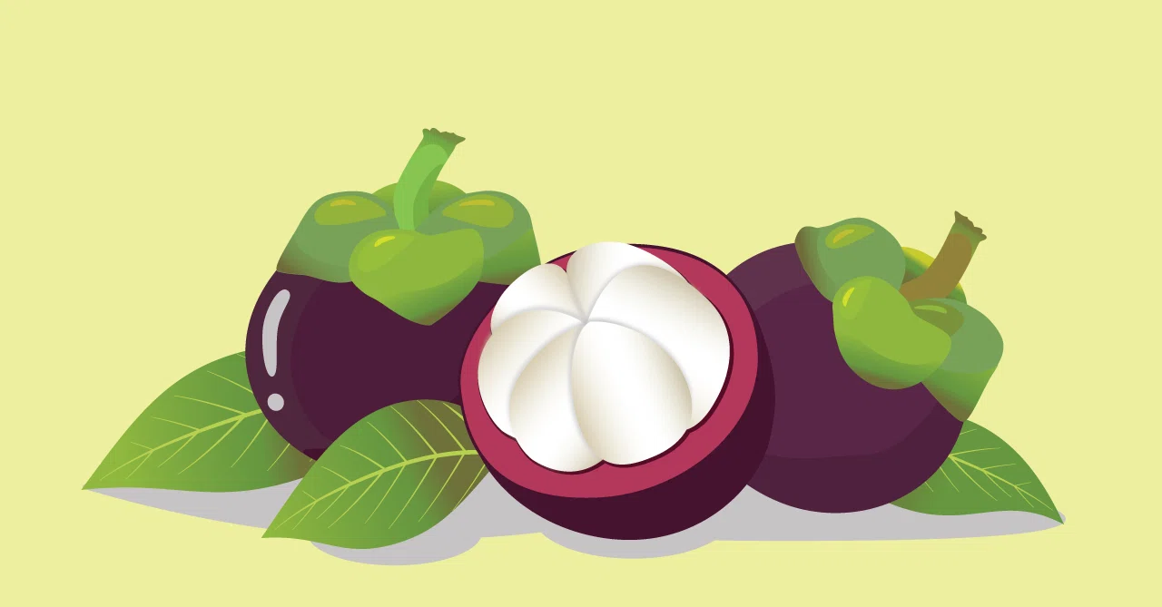 Mangosteen 果物の女王 Yme Note Mangosteen 果物の女王 Yme Note
