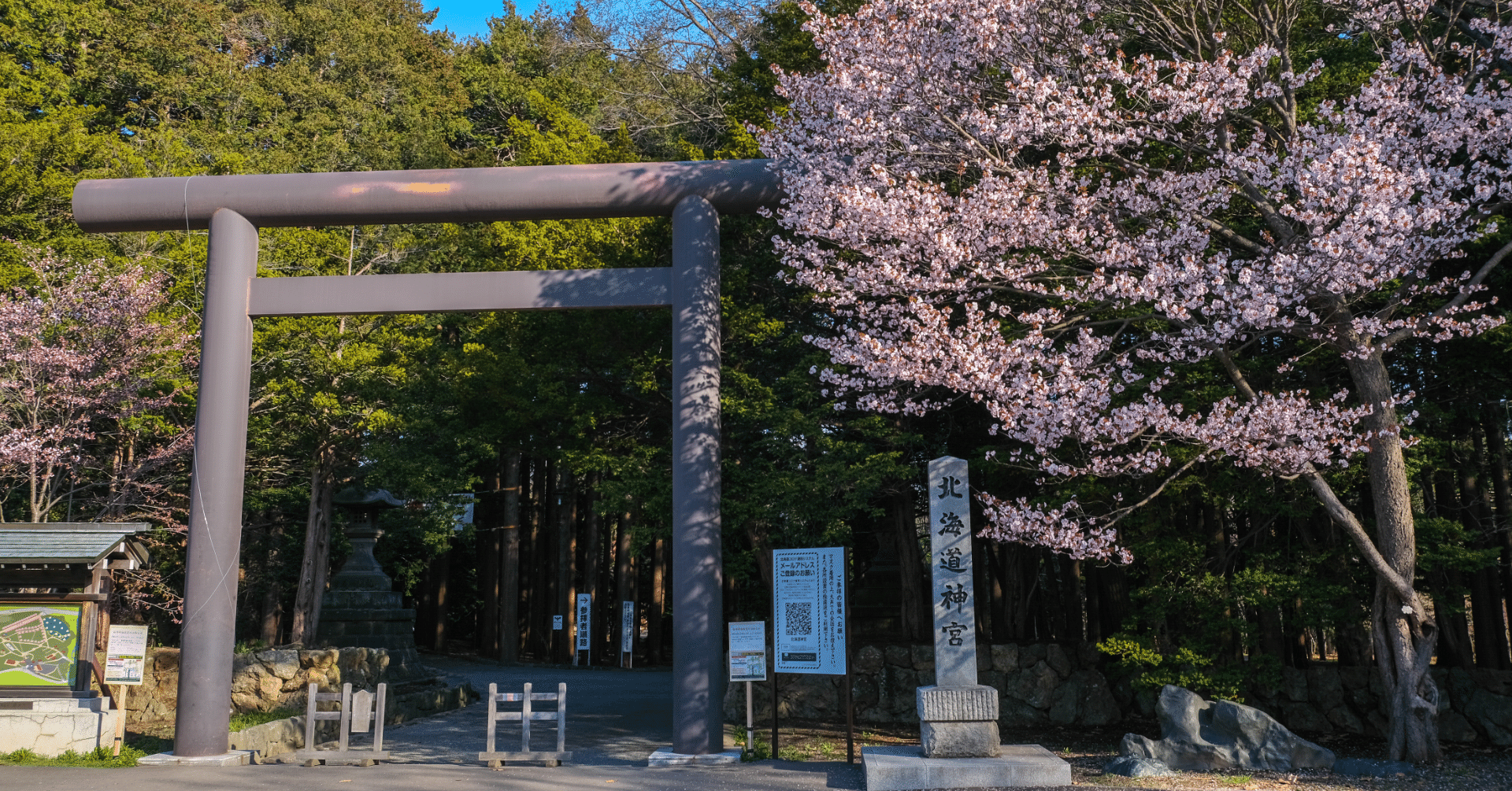 桜を見に北海道神宮へ みやじー Note 桜を見に北海道神宮へ みやじー Note