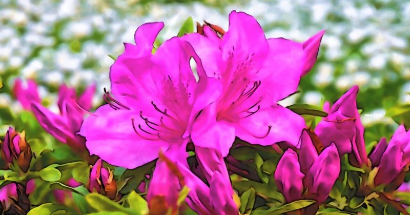 5月19日 誕生花は映山紅 誕生花短歌 御子柴 流歌 Note