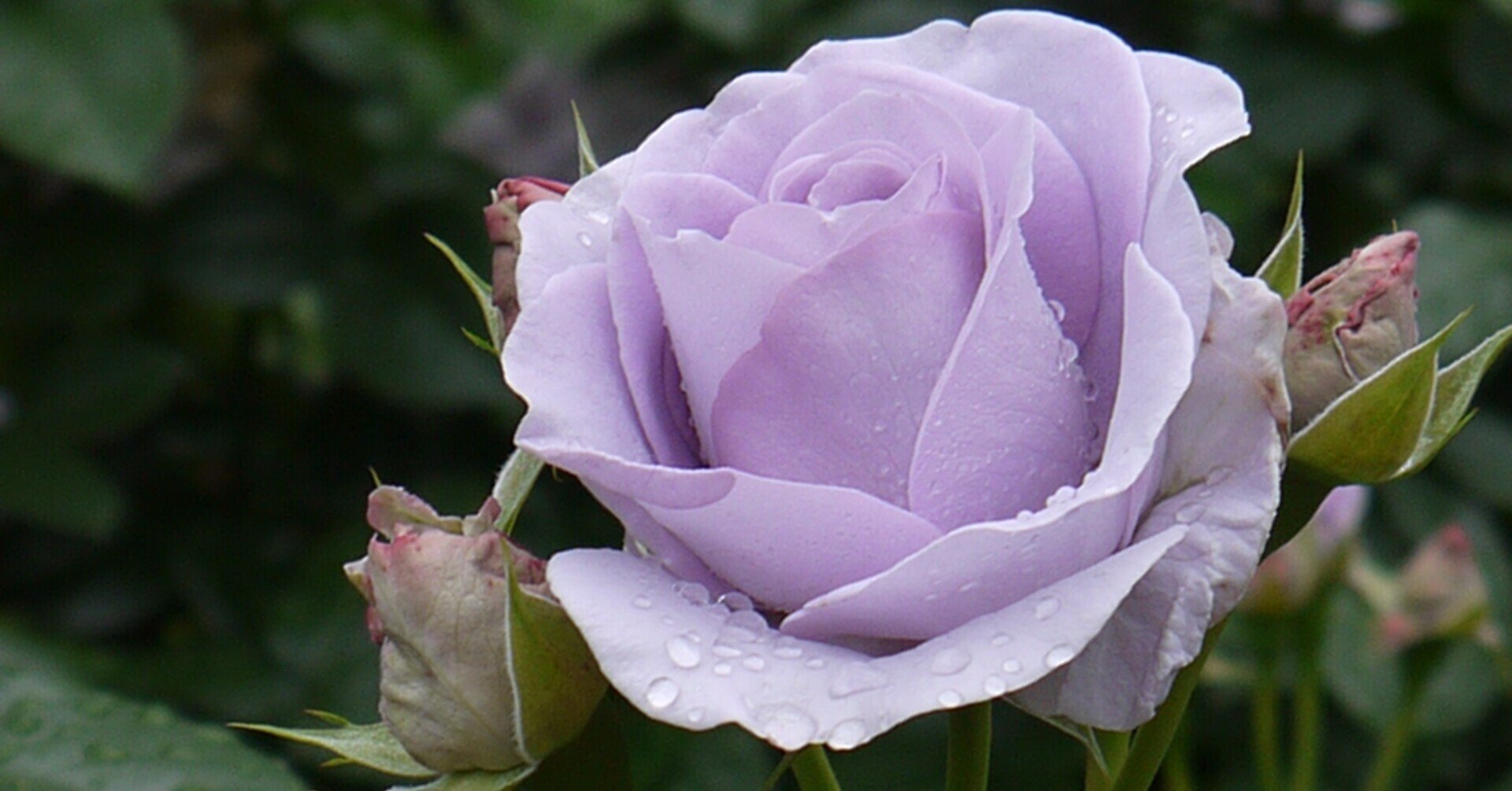 5月16日 和歌山県緑化センター バラ園 その1｜中岡 はじめ