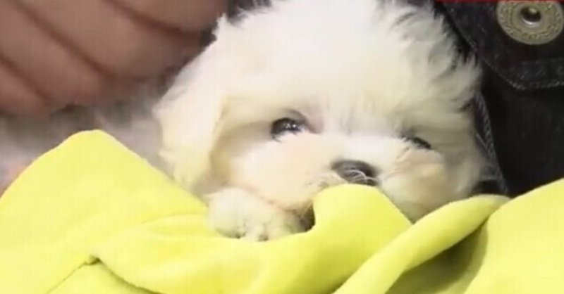 ピザラジ かわいい犬猫とおじさんが戯れる癒やし動画 を実況してみた その2 Yuri Note