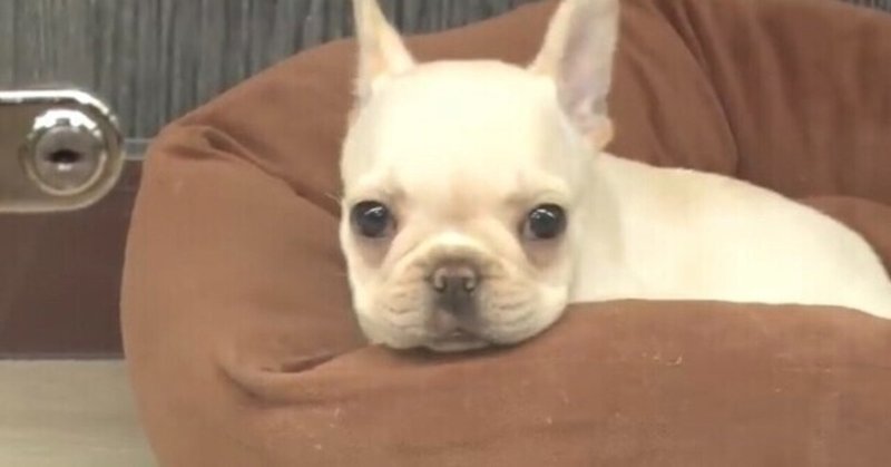 ピザラジ かわいい犬猫とおじさんが戯れる癒やし動画 を実況してみた その3 Yuri Note ピザラジ かわいい犬猫とおじさんが戯れる癒やし動画 を実況してみた その3 Yuri Note