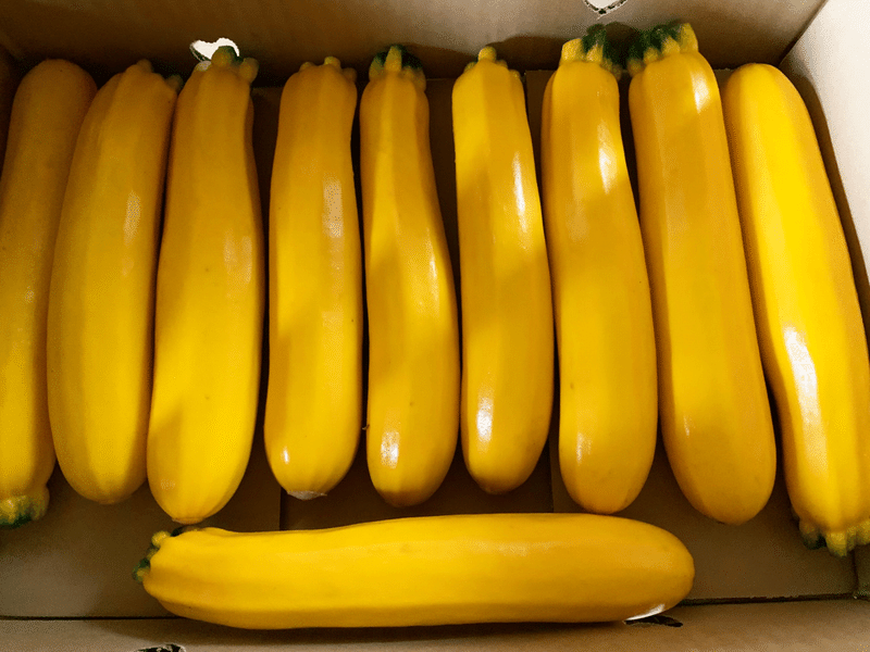 ズッキーニ87日目 音農家yoshikazu Note