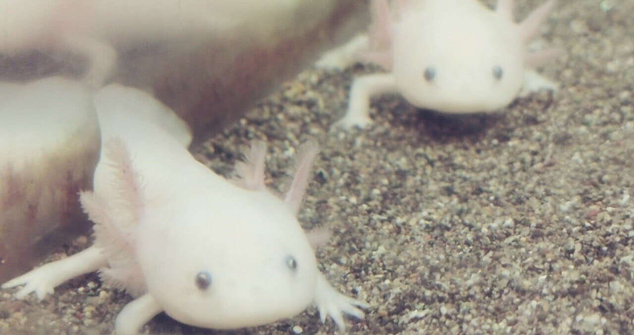 ウーパールーパー のエサ代用 ゲーム性にしか興味がなく 生き物の命に無関心だったわたしがネット検索するまで 椎良麻喜 物書き ｸﾞﾙﾃﾝﾌﾘｰ情報 小説 ｴｯｾｲ つぶやき 読書感想 ほぼ毎日note更新 Note