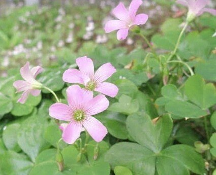 今日の花 21 5 カタバミの花 花言葉 喜び 輝く心 母の優しさ 愛する喜びは愛される喜びよりも はるかに優るものである ﾄｰﾏｽ ﾌﾗｰ 葉が似てるが違う カタバミ 片喰 だー Note